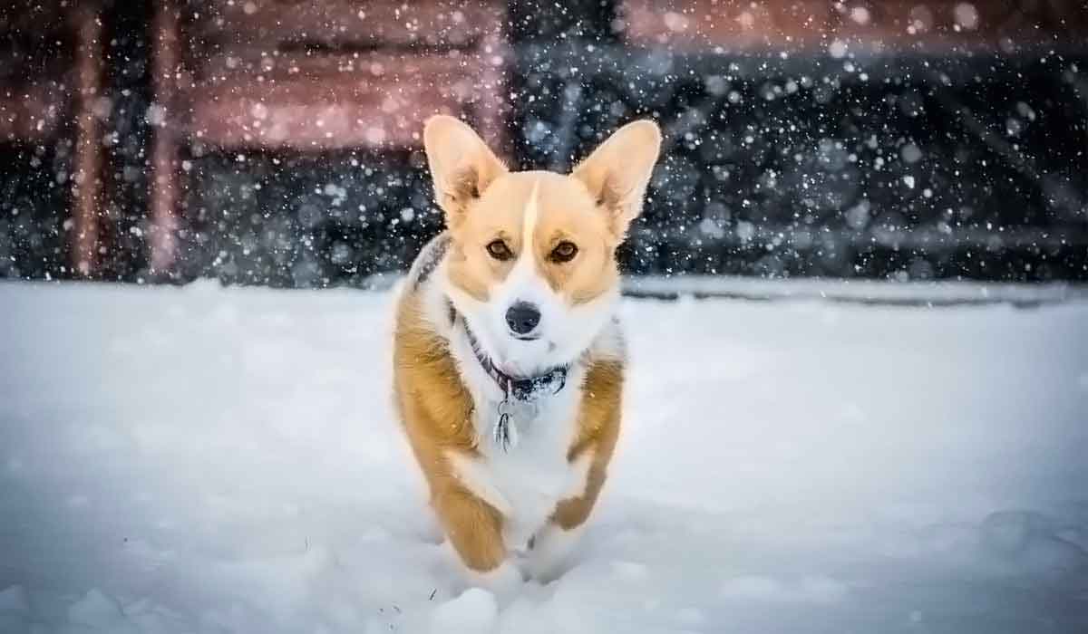 ddos攻击在哪能买到