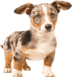 自动攻击网站工具下载